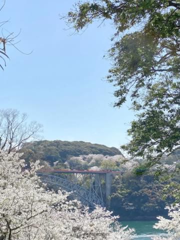 長崎県立西海橋公園の花見 桜情報 22年 ウェザーニュース