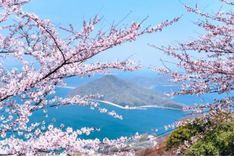 亀鶴公園の花見 桜情報 22年 ウェザーニュース
