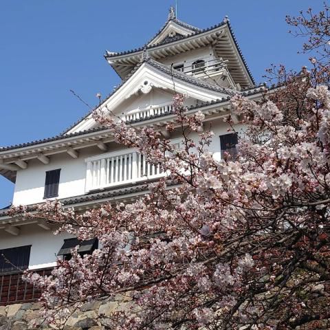 豊公園の花見 桜情報 22年 ウェザーニュース