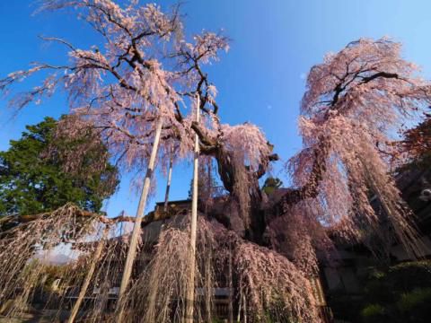 慈雲寺の花見 桜情報 22年 ウェザーニュース