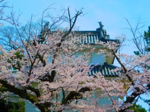 亀城公園の花見 桜情報 22年 ウェザーニュース