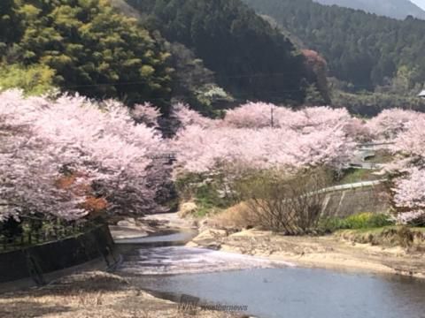 四国の花見 桜名所人気ランキング 22年 ウェザーニュース