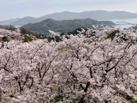 四国の花見 桜名所人気ランキング 22年 ウェザーニュース