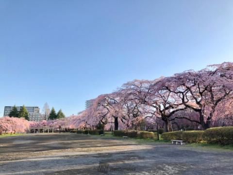 榴岡公園の花見 桜情報 22年 ウェザーニュース