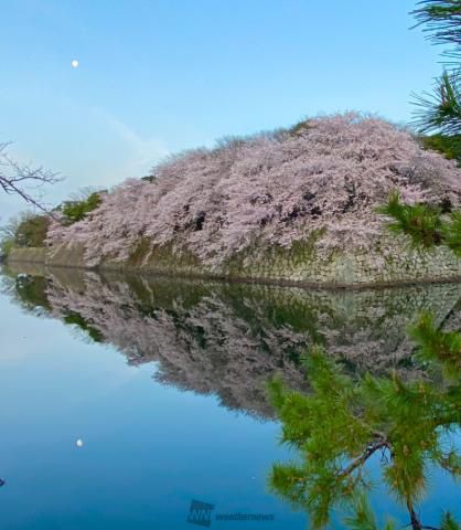彦根城の花見 桜情報 22年 ウェザーニュース