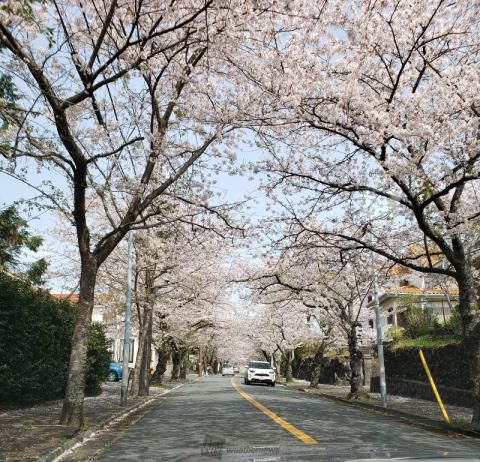 伊豆高原桜並木の花見 桜情報 22年 ウェザーニュース