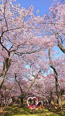 長野の花見 桜名所人気ランキング 22年 ウェザーニュース