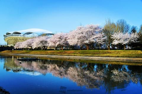 新潟県立鳥屋野潟公園 新潟県スポーツ公園 の花見 桜情報 22年 ウェザーニュース