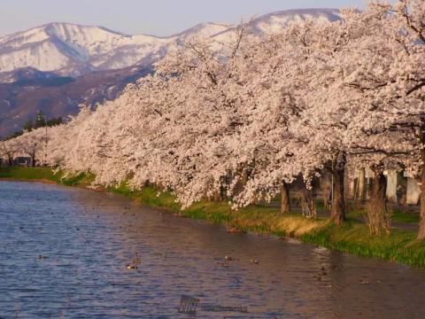 新潟の花見 桜名所 22年 ウェザーニュース