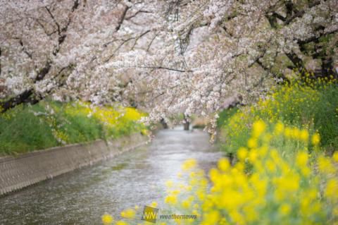 岩倉五条川の花見 桜情報 22年 ウェザーニュース