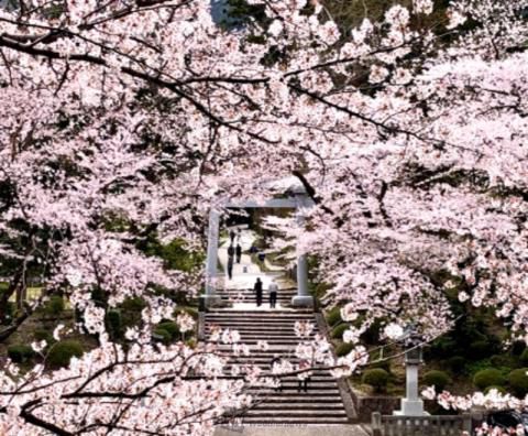 弥彦公園の花見 桜情報 22年 ウェザーニュース