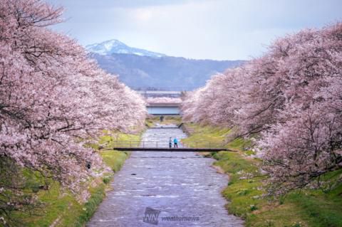 舟川べりの花見 桜情報 22年 ウェザーニュース