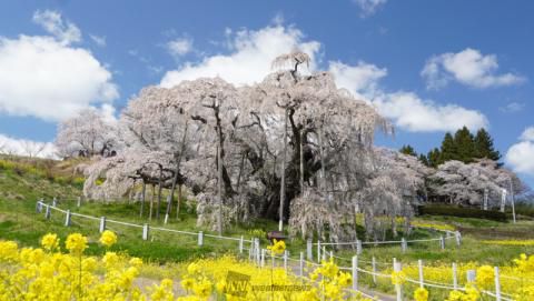 夏井千本桜の花見 桜情報 22年 ウェザーニュース