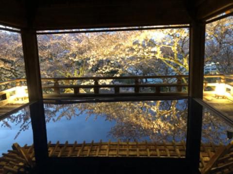 にごり池自然公園の花見 桜情報 22年 ウェザーニュース