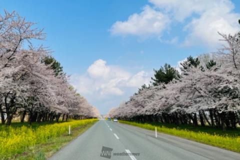 桜 菜の花ロードの花見 桜情報 22年 ウェザーニュース