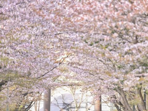 北海道神宮の花見 桜情報 23年 ウェザーニュース