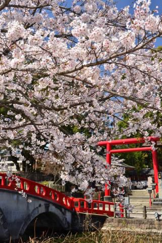 青井阿蘇神社周辺の桜 名所情報21 熊本県人吉市 桜開花 名所情報 ウェザーニュース