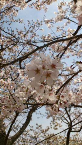 平草原公園の花見 桜情報 22年 ウェザーニュース