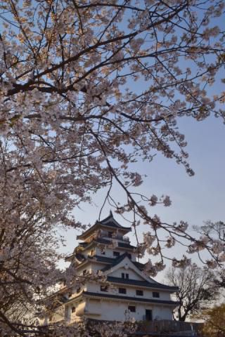唐津城 舞鶴公園 の花見 桜情報 22年 ウェザーニュース