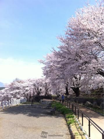 甚六桜 名所情報21 山梨県甲州市 桜開花 名所情報 ウェザーニュース