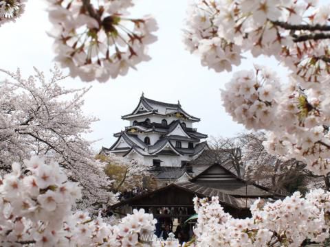 彦根城の桜 名所情報21 滋賀県彦根市 桜開花 名所情報 ウェザーニュース