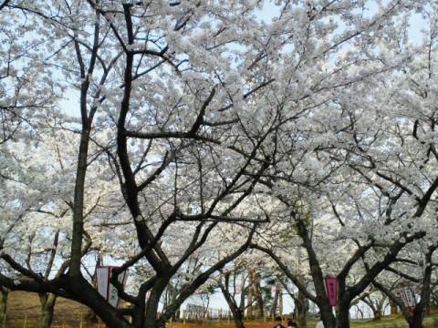 みやのうんどうこうえん宮野運動公園の桜