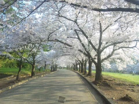 松本城山公園の桜 名所情報21 長野県松本市 桜開花 名所情報 ウェザーニュース