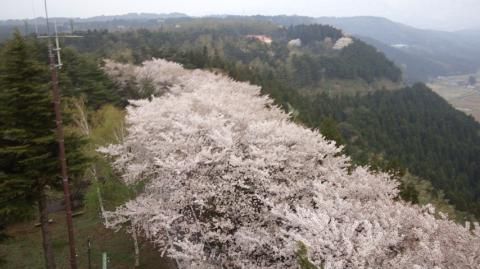 美山公園の桜 名所情報21 新潟県糸魚川市 桜開花 名所情報 ウェザーニュース