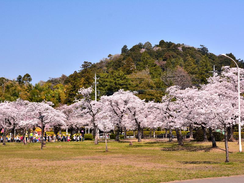 天覧山 中央公園 の花見 桜情報 22年 ウェザーニュース