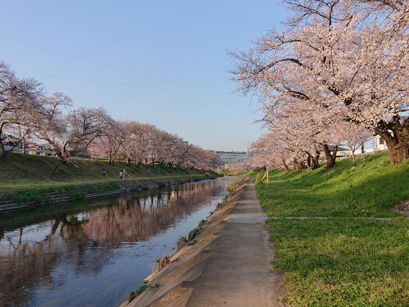 しんさかいがわつつみ新境川堤の桜