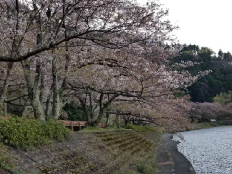 海津大崎の桜 名所情報21 滋賀県高島市 桜開花 名所情報 ウェザーニュース