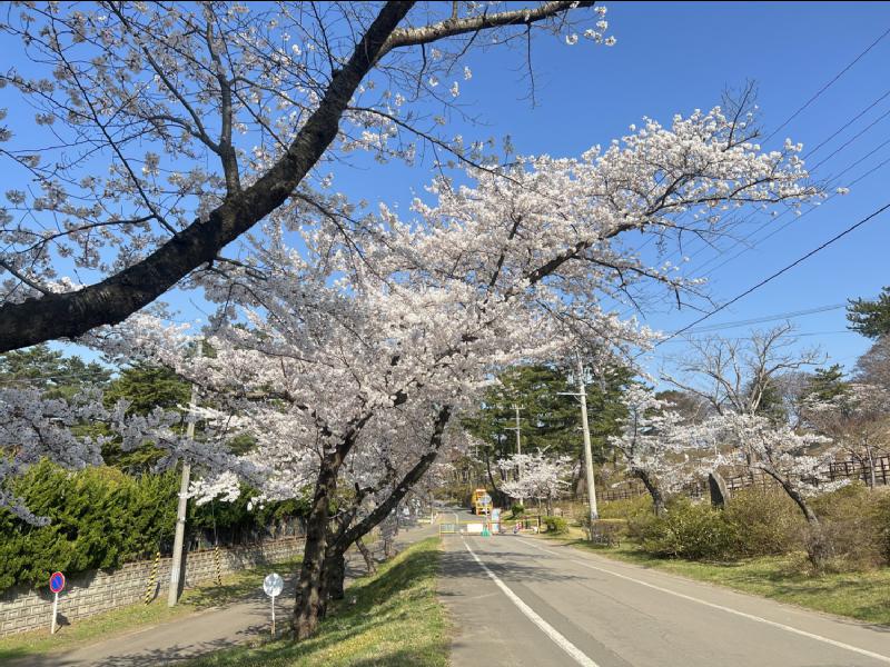 能代公園の花見・桜情報【2023年】|ウェザーニュース