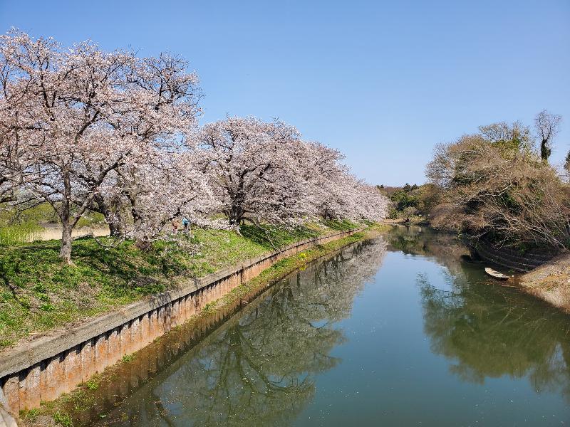 福岡堰の桜並木 名所情報21 茨城県つくばみらい市 桜開花 名所情報 ウェザーニュース