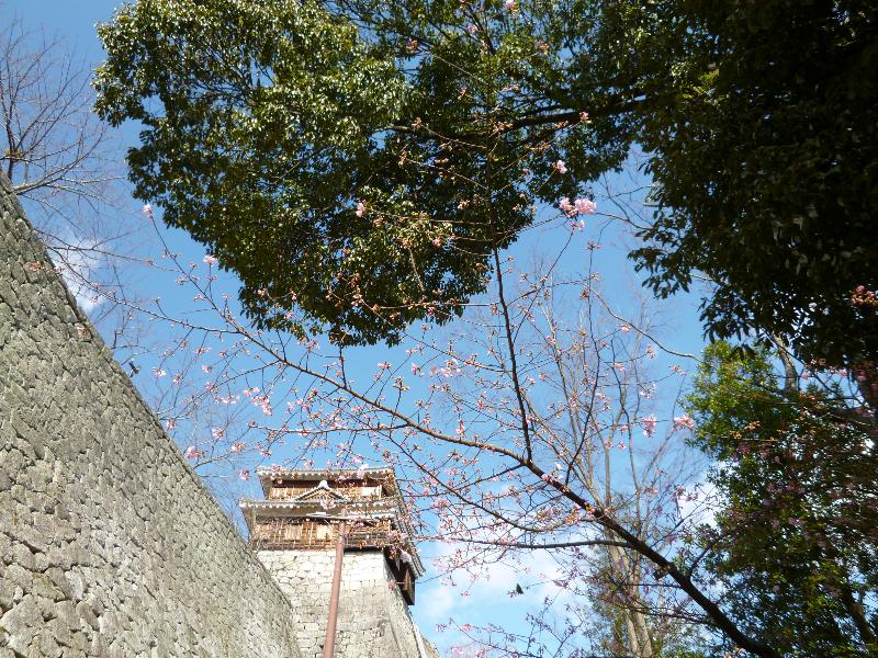 松山城山公園の桜 名所情報21 愛媛県松山市 桜開花 名所情報 ウェザーニュース