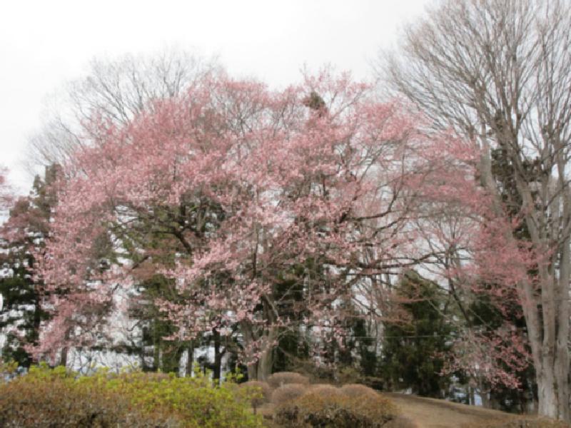 沼田公園 沼田城址 の桜 名所情報21 群馬県沼田市 桜開花 名所情報 ウェザーニュース