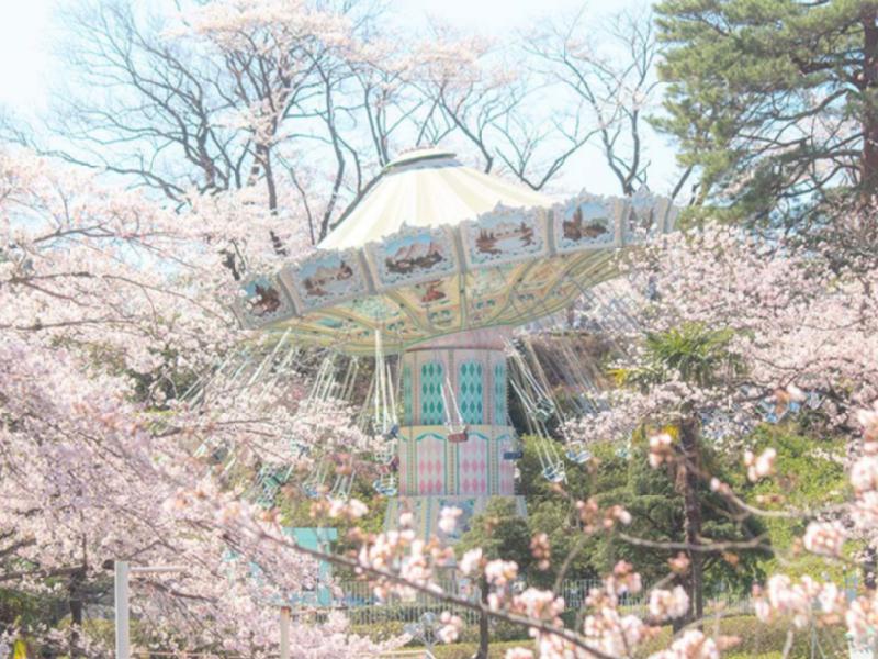 さやま桜ページ さやま桜ページ 狭山湖の桜｜花見特集2025