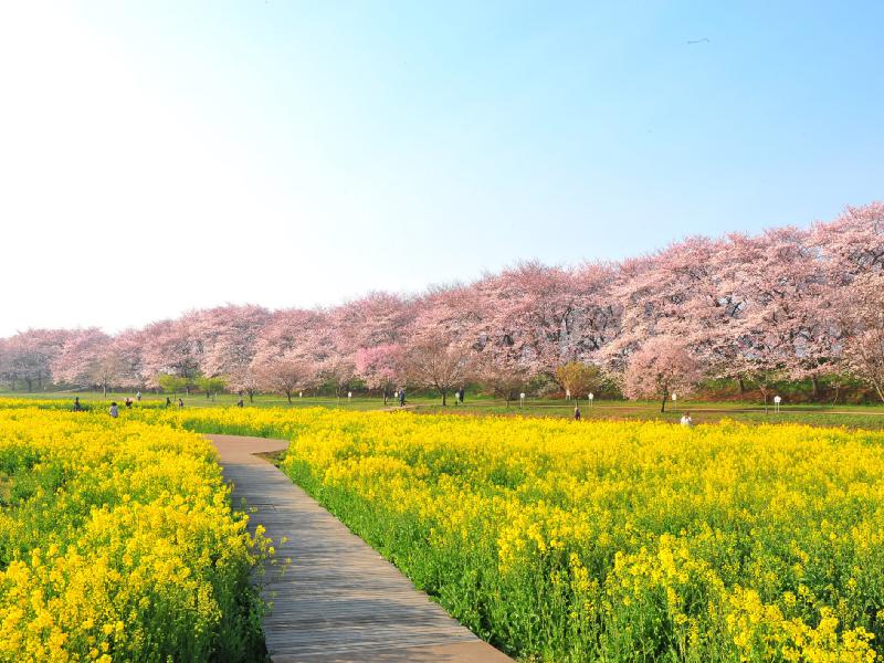 幸手権現堂桜堤(県営権現堂公園)の花見・桜情報【2023年】｜ウェザーニュース
