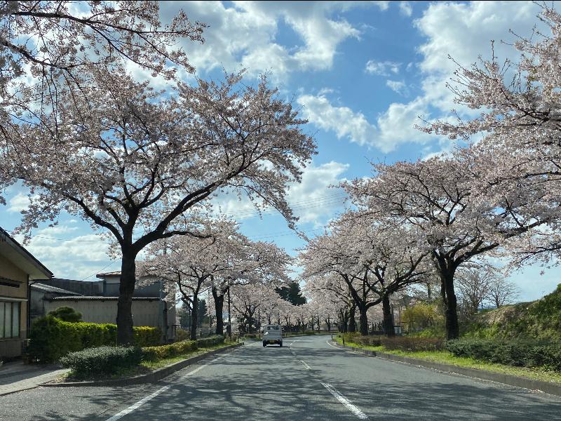 平泉町内 県道300号線沿い の桜 名所情報21 岩手県西磐井郡平泉町 桜開花 名所情報 ウェザーニュース