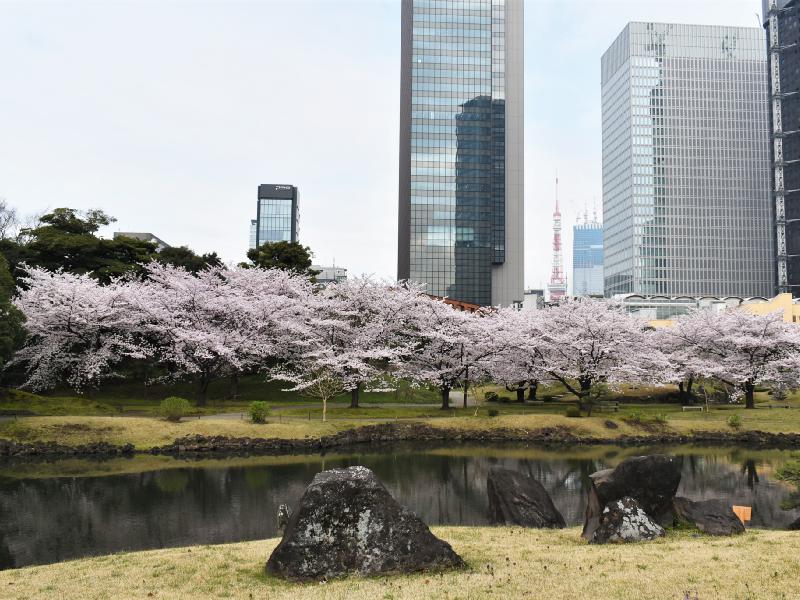 旧芝離宮恩賜庭園の花見 桜情報 23年 ウェザーニュース