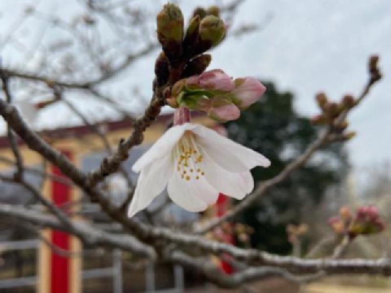 成田市さくらの山 名所情報21 千葉県成田市 桜開花 名所情報 ウェザーニュース