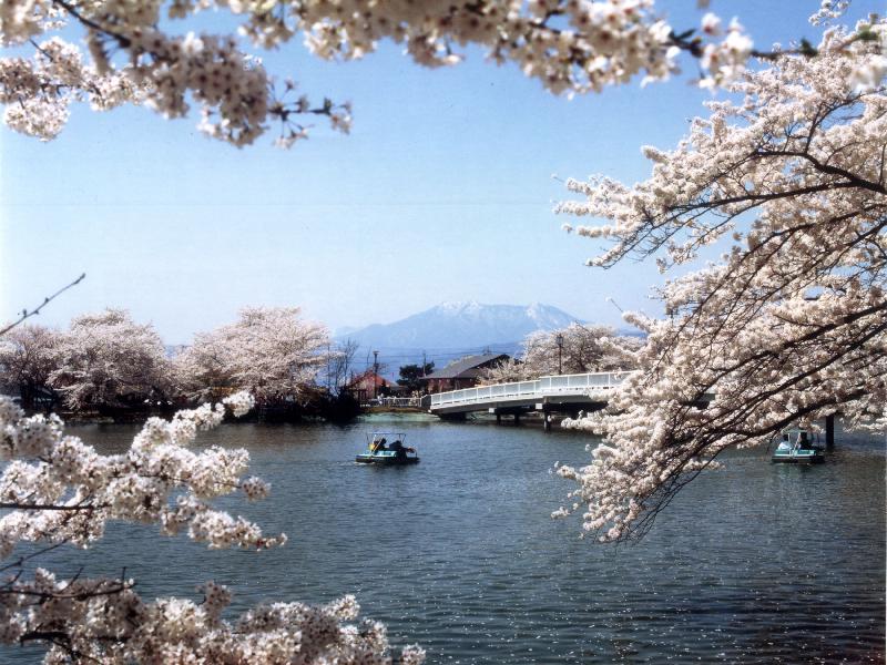 臥竜公園の花見・桜情報【2024】｜ウェザーニュース