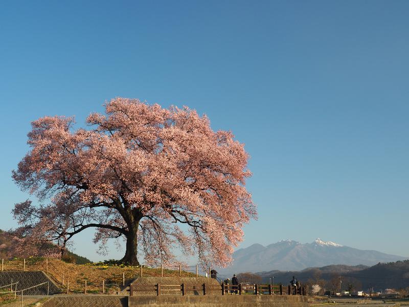 わに塚のサクラの花見・桜情報【2023年】｜ウェザーニュース