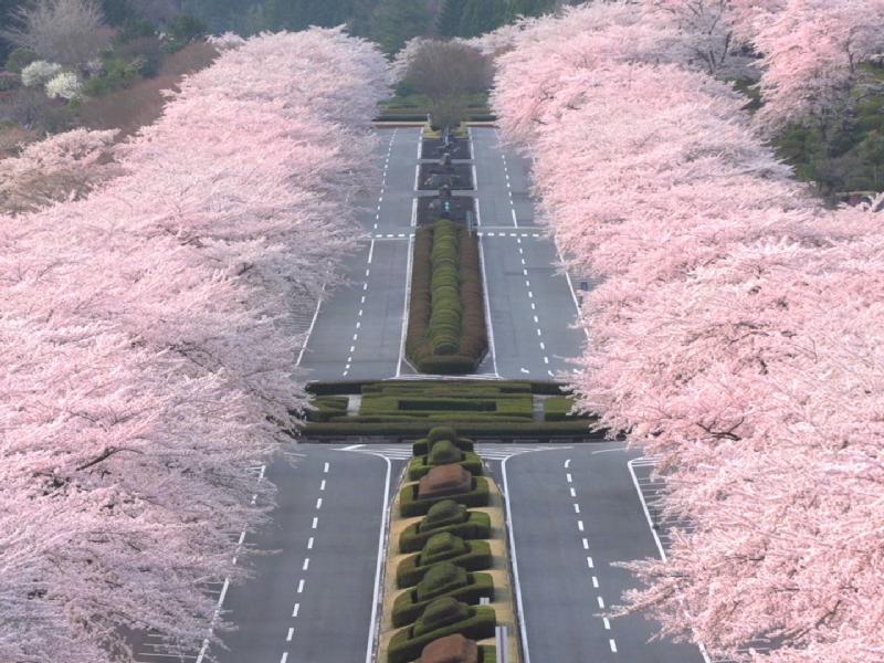 冨士霊園の花見・桜情報【2023年】｜ウェザーニュース