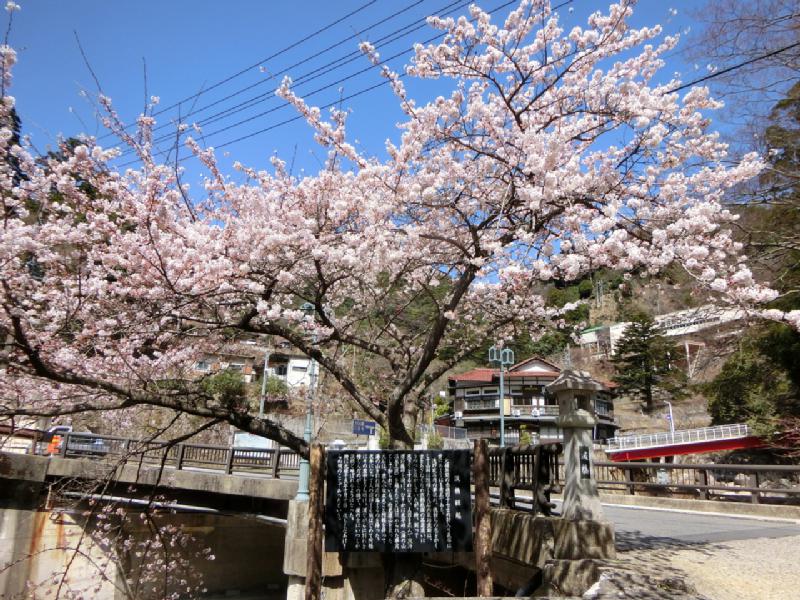 湯の山温泉の花見 桜情報 23年 ウェザーニュース