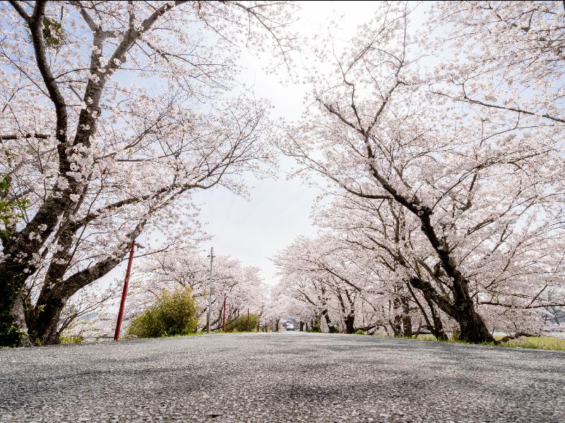 宮川堤の花見 桜情報 22年 ウェザーニュース