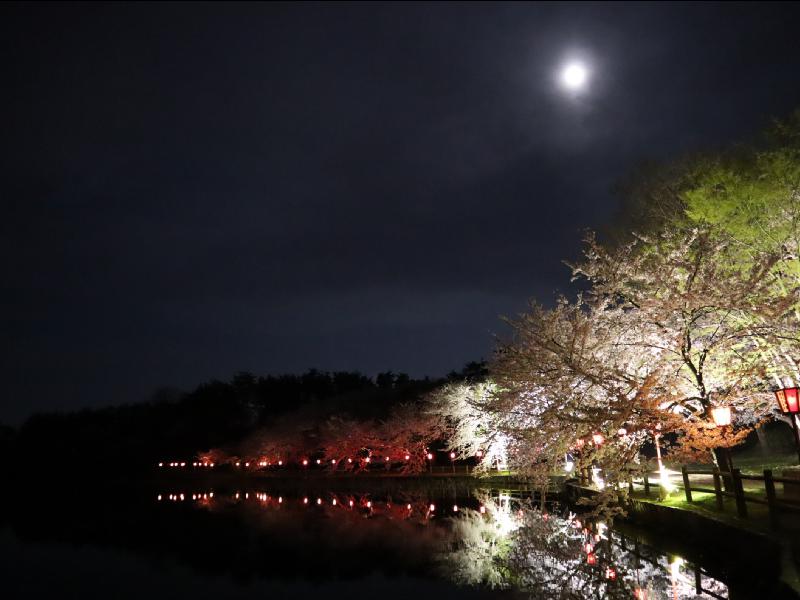 加治川治水記念公園の花見・桜情報【2025】｜ウェザーニュース