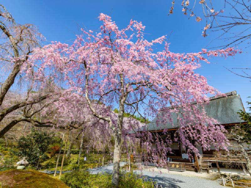 天龍寺の桜 名所情報21 京都市右京区 桜開花 名所情報 ウェザーニュース