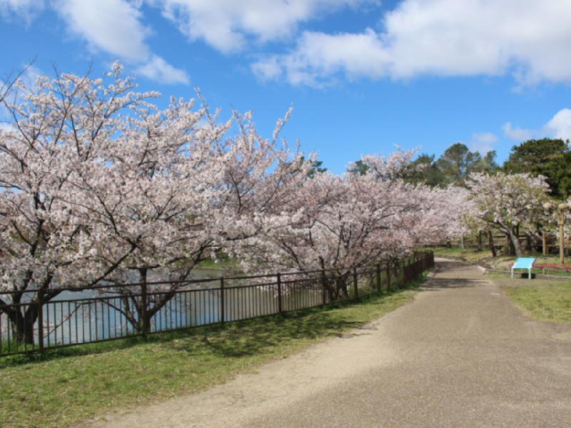 花博記念公園鶴見緑地の花見・桜情報【2023年】｜ウェザーニュース