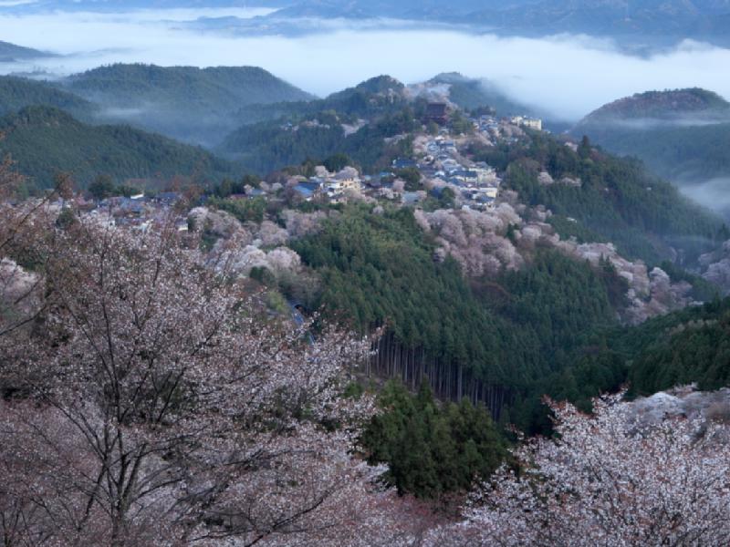 吉野山(奥千本)の花見・桜情報【2023年】｜ウェザーニュース