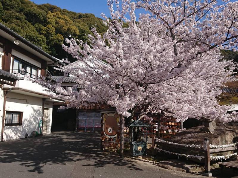 由加山蓮台寺の花見 桜情報 22年 ウェザーニュース